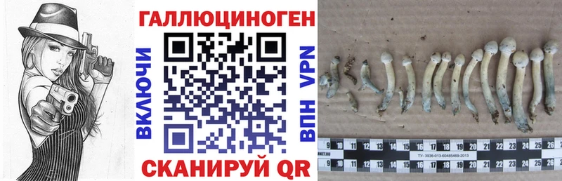 Галлюциногенные грибы Psilocybine cubensis  Навашино 